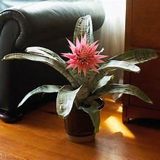 Humidifier For Plants