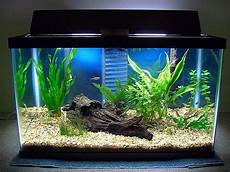 Humidifier Fish